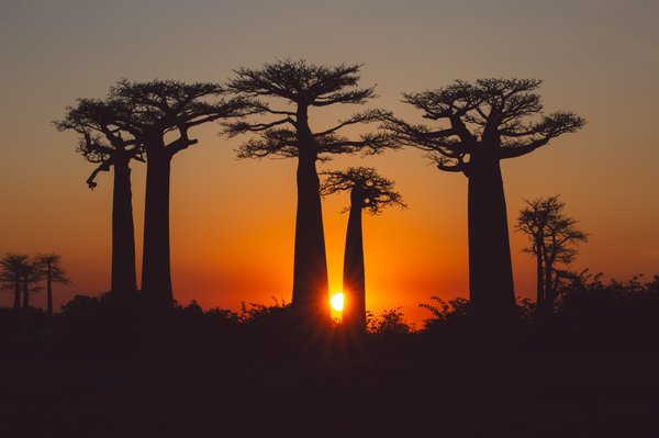 Voyagiste à Madagascar : Explorez des circuits écoresponsables